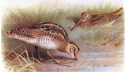 Agachadiza común, de Birds of the British Isles and Their Eggs publicado por Frederick Warne & Co Ltd, 1958